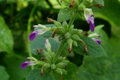 Cây dược liệu cây Phòng phong thảo, Hy kiểm, Thổ hoắc hương - Anisomeles indica (L.) O. Ktze (A. ovata R.Br. Epimeredi indica (L.) Rothm.)