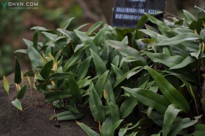 Thạch lan trị viêm phế quản, viêm tiết niệu: theo TS. Nguyễn Đức Quang