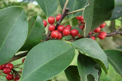 Cây dược liệu cây Bùi tròn - llex rotunda Thunb