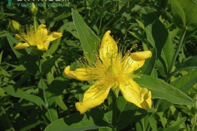 Cây dược liệu cây Ban rỗ, Hồ nam liên kiều - Hypericum ascyron L