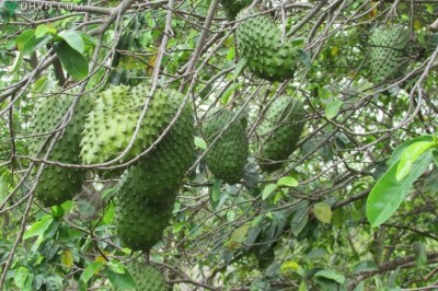 Cây dược liệu cây Mãng cầu xiêm - Annona muricata L