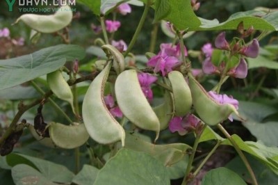 Cây dược liệu cây Ðậu ván trắng, Bạch biển đậu - Lablab purpureus (L.) Sweet subsp, purpureus (Dolichos purpureus L.D. lablab L.)