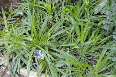 Cây dược liệu cây Lục thảo, Lan bò lan - Chlorophytum capense (L.) Kuntze