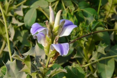 Cây dược liệu cây Ô rô nước - Acanthus ilicifolius L