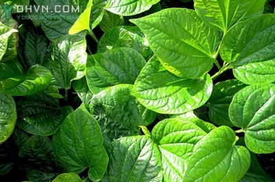 Cây dược liệu cây Lá lốt hay Tất bát - Piper lolot L