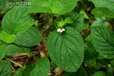Chữa kém ăn, mất ngủ với bài thuốc dùng cây sản đắng, thanh ngâm: theo Lương y nguyễn Hữu
