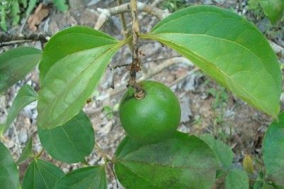 Cây dược liệu cây Mã tiền - Strychnos nux-vomica L