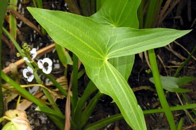 Cây dược liệu cây Rau mác, Từ cô - Sagittaria sagittifolia L