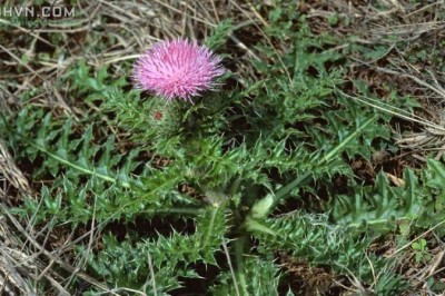 Cây dược liệu cây Ðại kế, Ô rô cạn - Cirsium japonicum DG. (Cnicus japonicus (DG.) Maxim.)