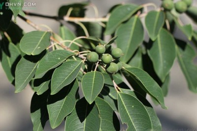 Cây dược liệu cây Sòi tía - Sapium discolor (Champ.) Muell - Arg