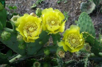 Cây dược liệu cây Xương rồng bà có gai, Vợt gai, Tiên nhân chưởng - Opuntia dillenii (Ker Gawl.) Haw