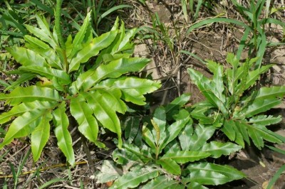 Cây dược liệu cây Quản trọng, Sâm bòng bong, Sâm chân rết - Helminthostachys zeylanica (L.) Hook