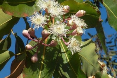 Cây dược liệu cây Bạch đàn xanh, Bạch đàn tròn - Eucalyptus globulus Labill