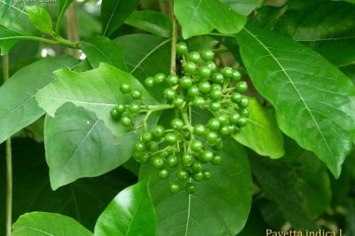 Cây dược liệu cây Giọt sành, Bã mía, Thanh táo rừng - Pavetta indica L