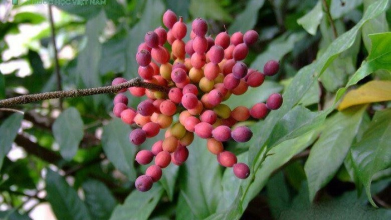 Cây dược liệu cây Giẻ, Hoa dẻ thơm, Nối côi, Chập chại - Desmos chinensis Lour