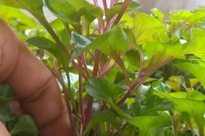 Những lợi ích kì diệu của cải xoong Việt Nam