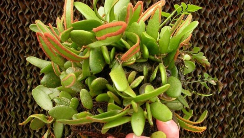 Cây dược liệu cây Lưỡi mèo tai chuột - Pyrrosia lanceolata (L.) Farw. (P. adnascens (Sw.) Ching)