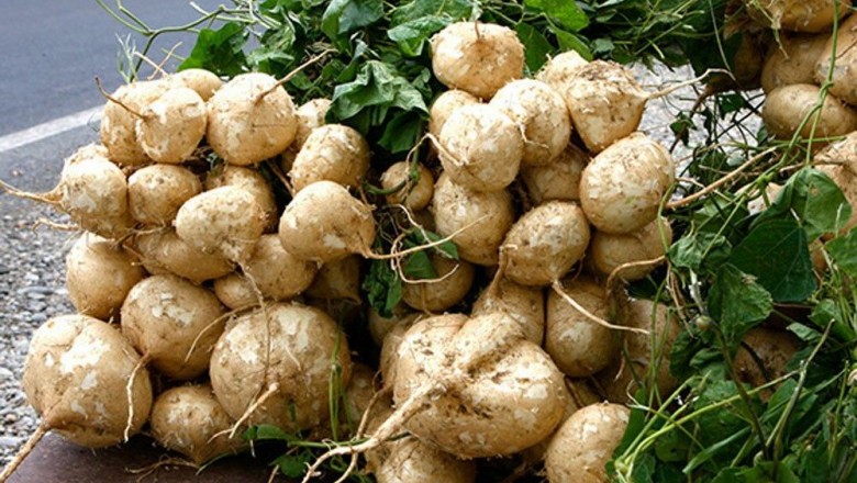 Lợi ích tốt cho sức khỏe của cây củ đậu - Pachyrrhizus erosus