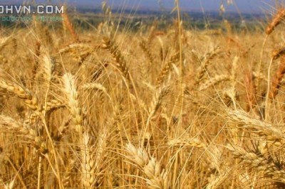 Cây dược liệu cây Lúa mì, Lúa miến - Triticum aestivum L. (T. satiuum Lam.)