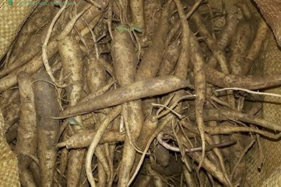 Những cây sâm quý ở Việt Nam có tác dụng bồi bổ sức khỏe: TS.BS. VÕ TRỌNG TUÂN, DƯƠNG THỊ NGỌC LAN