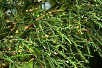 Cây dược liệu cây Hoàng đàn giả, Thông vẩy - Dacrydium elatum (Roxb.), Wall ex Hook. (D. pierrei Hick.)
