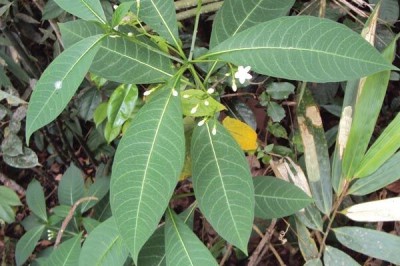 Công dụng và tác dụng, cách dùng, bài thuốc chữa bệnh từ cây Ba gạc: theo BS.CKII. HUỲNH TẤN VŨ