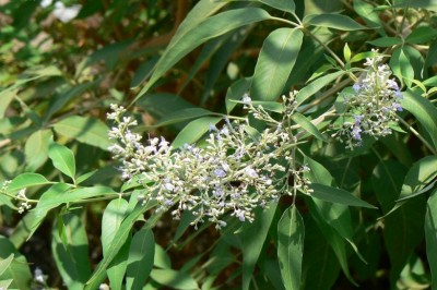 Cây dược liệu cây Hoàng kinh, Ngũ trảo hay Chân chim - Vitex negundo L