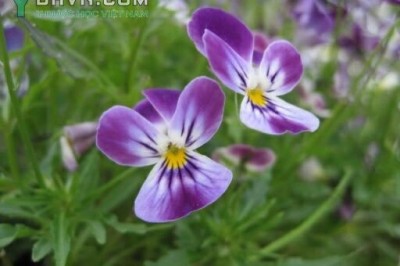 Cây dược liệu cây Hoa bươm bướm, Hoa păng xê - Viola tricolor L