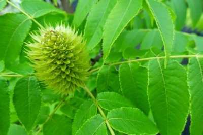 Cây dược liệu cây Hóa hương, Hương núi, Hồ đào núi - Platycarya strobilacea Sieb. et Zucc