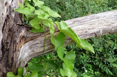 Cây dược liệu cây Mã đậu linh khác lá, Phòng kỷ, Hán trung phòng kỷ, Thanh mộc hương - Aristolochia heterrophylla Hemsl