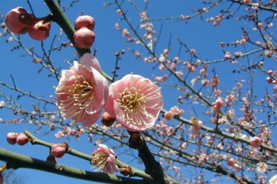 Cây dược liệu cây Mơ, mơ ta, mơ Đông Á, mơ mai hay mai - Prunus mume (Sieh) Sleb. et Zucc