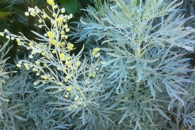 Cây dược liệu cây Ngải đắng, Ngải áp xanh - Artemisia absinthium L