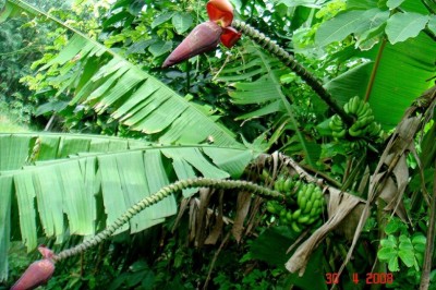 Công dụng, tác dụng chữa bệnh từ cây chuối hột rừng: theo Lương y HOÀNG DUY TÂN