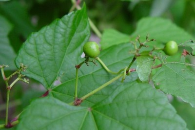 Cây dược liệu cây Dâu dây, Dây mề gà - Ampelopsis heterophylla Sieb. et Zucc