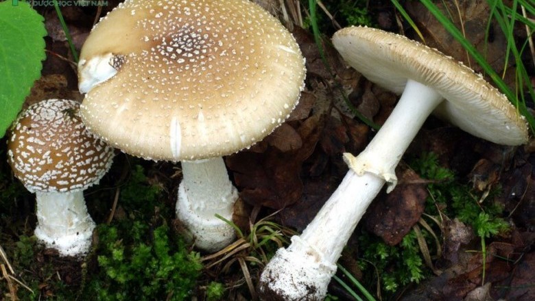 Cây dược liệu cây Nấm mụn trắng, Nấm tán da báo - Amanita pantherina (Fr..) Quél