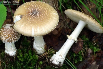 Cây dược liệu cây Nấm mụn trắng, Nấm tán da báo - Amanita pantherina (Fr..) Quél