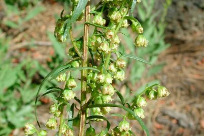 Cây dược liệu cây Ngải Nhật, Mẫu hao - Artemisia japonica Thunb