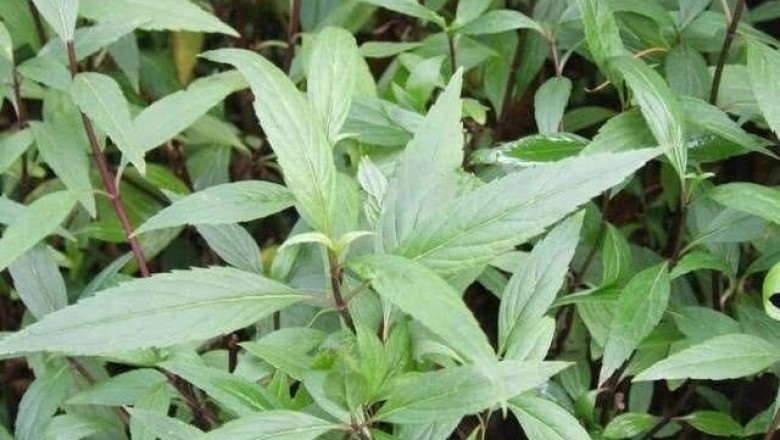 Cây dược liệu cây Mần tưới, Hương thảo, Trạch lan - Eupatorium fortunei Turez