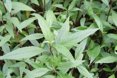 Cây dược liệu cây Mần tưới, Hương thảo, Trạch lan - Eupatorium fortunei Turez