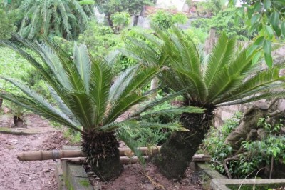 Cây dược liệu cây Vạn tuế - Cycas revoluta Thunb