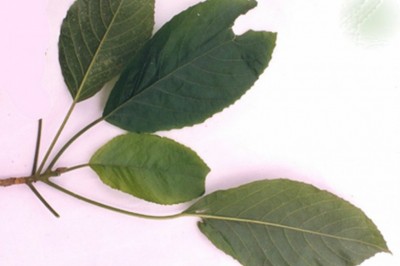 Cây dược liệu cây Lộc mại nhỏ, Bọ nét, Lục mại - Cloaxylon hainanense Pax et Hoffm (Mercuriadis indica Lour.)