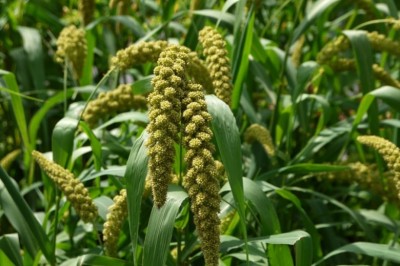 Cây dược liệu cây Kê, Lúa kê - Setaria italica (L.) P. Beanv