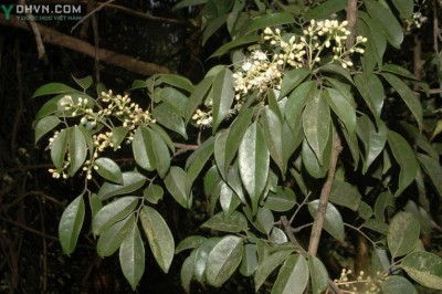 Cây dược liệu cây Khế rừng, Cây cháy nhà, Khế đồng, Cơm xôi - Rourea minor (Gaertn) Leenh. subsp. microphylla (H.et A.) J.E. Vidal (R. microphylla Planch.)