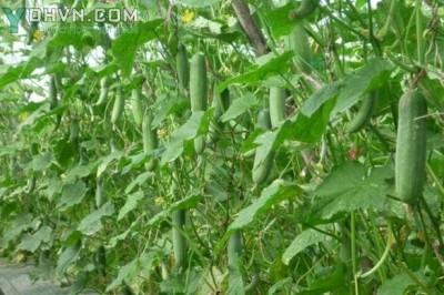 Cây dược liệu cây Dưa chuột hay Dưa leo - Cucumis sativus L