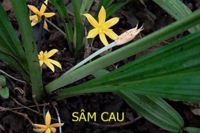 Cây dược liệu cây Sâm cau - Curculigo orchioides