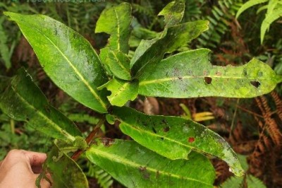 Cây dược liệu cây Đơn tướng quân, Trâm chụm ba, Cây rau chiếc - Syzygium formosum (Wall) Matsam, var. ternifolium (Roxb)