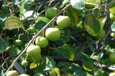 Cây dược liệu cây Táo, Táo ta, Táo chua - Ziziphus mauritiana Lam