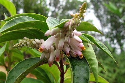 Bài thuốc đông y chữa bệnh mất ngủ hiệu quả: theo TTND.BS. Nguyễn Xuân Hướng