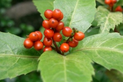 Cây dược liệu cây Sói rừng, Sói nhẵn - Sarcandra glabra