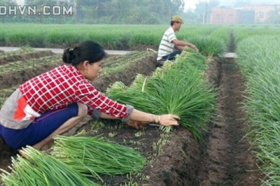 Cây dược liệu cây Hẹ - Allium tuberosum Rotller ex Spreng